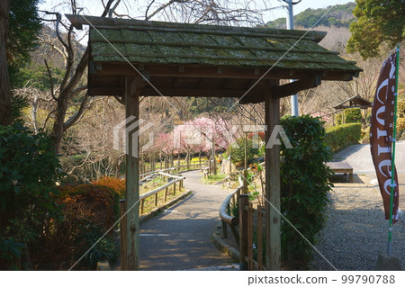 Beyond the garden gate is the color of cherry blossoms Beyond the garden gate is the color of cherry blossoms 99790788