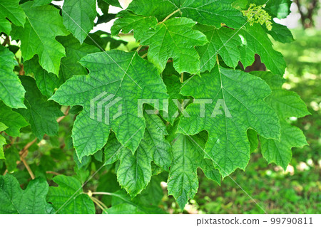 Kashiwaba hydrangea leaves (spring, May) Kashiwaba hydrangea leaves (spring, May) 99790811