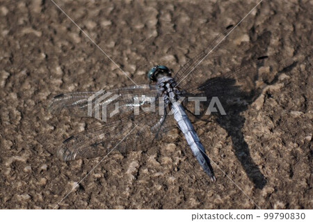 The familiar white dragonfly that lives everywhere in Japan 99790830