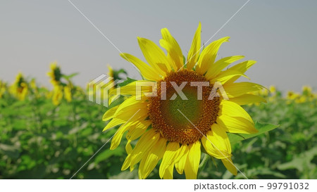 Sunflower. Yellow flower sunflower summer field. Agriculture. farming. Growing yellow sunflowers field. eco. nature agriculture. seed business. fruitful year yellow sunflowers. growing your crop 99791032