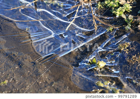 Thin ice in a puddle with tire marks 99791289