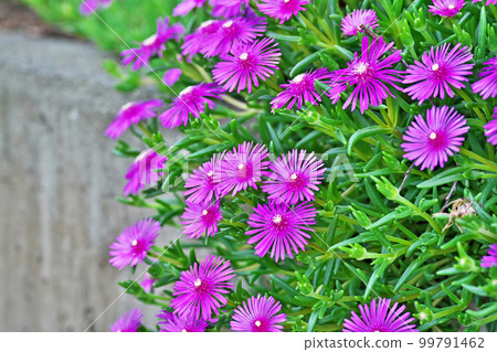 紅松花（春季、五月） 99791462