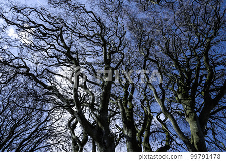 The Dark Hedges in Northern Ireland - amazing nature 99791478