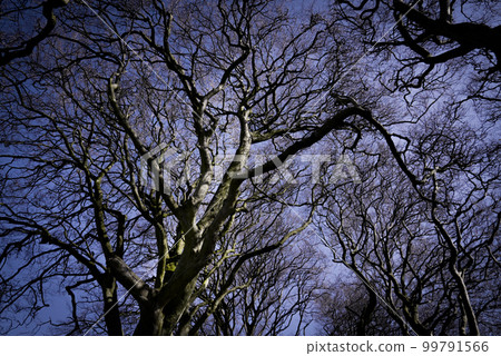 The Dark Hedges in Northern Ireland - amazing nature 99791566