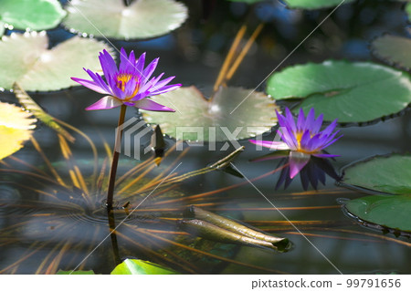 睡蓮在Kamishiro植物公園 99791656