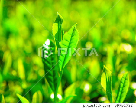 宇治茶的嫩葉 99791788