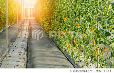 Yellow ripe cherry tomato plant in organic garden. 99791851