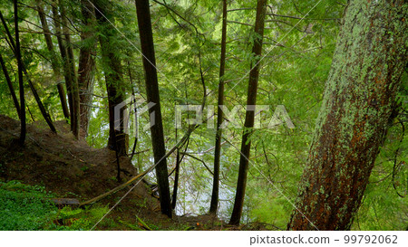 Amazing nature in the Canadian woods - wonderful green forest 99792062