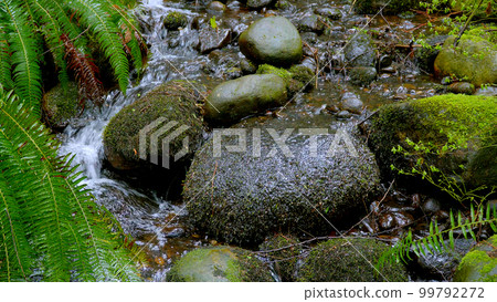 Mossy stones in a small creek - beautiful nature Mossy stones in a small creek - beautiful nature 99792272