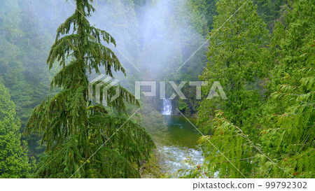 Amazing nature in the Canadian woods - wonderful green forest Amazing nature in the Canadian woods - wonderful green forest 99792302