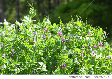 Karasuno pea (Kono Beans) 99792523