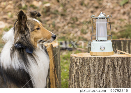 Dog staring at the lantern, sheltie outdoor, camping image Dog staring at the lantern, sheltie outdoor, camping image 99792846