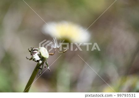 Dandelion/Fluff Anchor Dandelion/Fluff Anchor 99793531