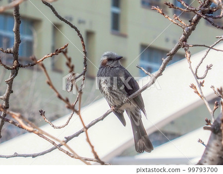 Bulbul perching on Yoshino cherry tree Bulbul perching on Yoshino cherry tree 99793700