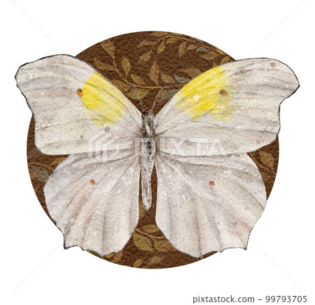 Watercolor white and yellow butterfly. Vintage Insect. Summer illustration isolated on white background. 99793705