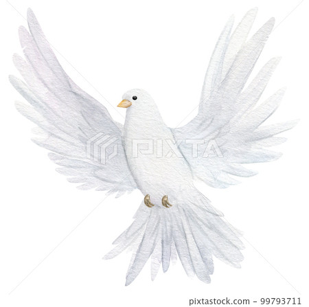 Watercolor white dove. Hand drawn watercolor illustration. decorative design elements. 99793711