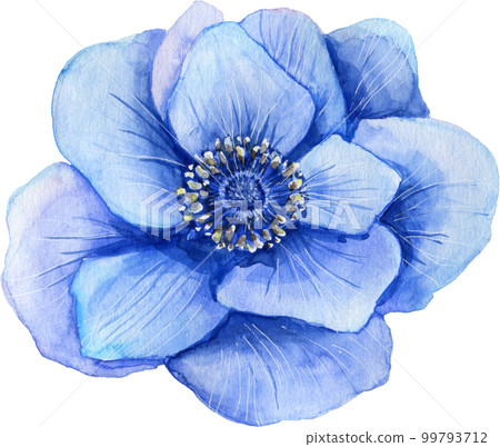 Watercolor blue anemone Hand drawn Floral illustration. design elements. 99793712