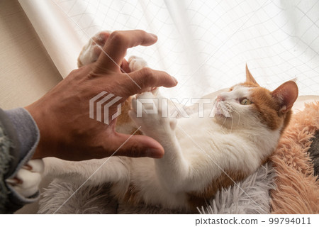 玩貓棕虎白 99794011