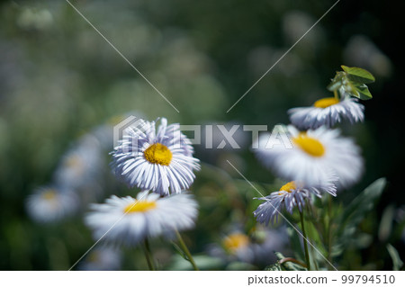 Defocused background of summer garden flowers. English daisies. Close up, blurred. 99794510