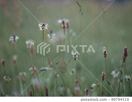 Defocused early summer meadow background. Close up 99794519
