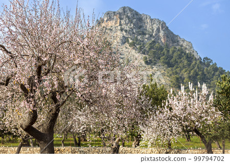 Blossoming almond trees in Serra de Tramuntana mountain region in Majorca, Mallorca, Balearic Islands, Spain, Europe Blossoming almond trees in Serra de Tramuntana mountain region in Majorca, Mallorca, Balearic Islands, Spain, Europe 99794702