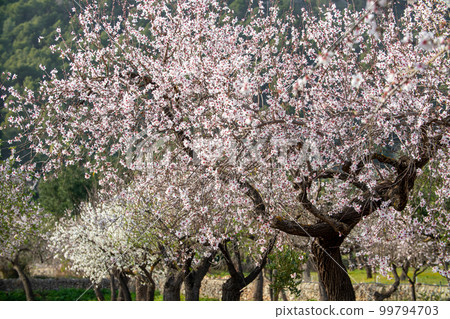 Blossoming almond trees in Majorca, Mallorca, Balearic Islands, Spain, Europe 99794703
