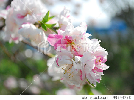 Genpei Saki: Peach blossom with red and white petals 99794758