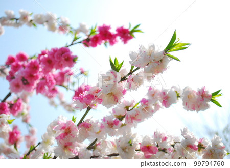 Peach branches and flowers in red and white Genpei blooms for Hinamatsuri 99794760