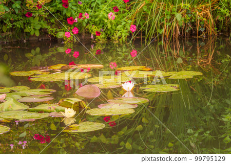 Water Lily Flower Blooming on water pond with reflection, Giverny, France Water Lily Flower Blooming on water pond with reflection, Giverny, France 99795129