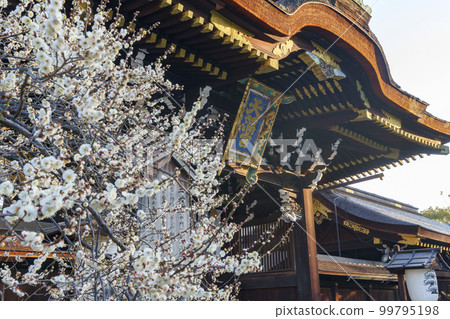 初春的北野天滿宮三光門 盛開的美麗白梅（京都市上京區馬喰町） 99795198