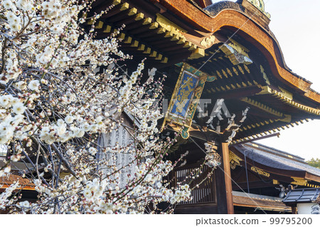 初春的北野天滿宮三光門 盛開的美麗白梅(京都市上京區馬喰町) 初春的北野天滿宮三光門 盛開的美麗白梅(京都市上京區馬喰町) 99795200