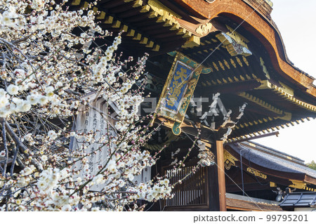 初春的北野天滿宮三光門 盛開的美麗白梅（京都市上京區馬喰町） 99795201