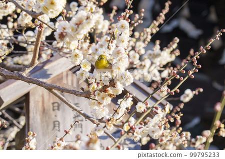 Kitano Tenmangu Shrine Sankomon Gate in early spring Beautifully blooming white plum blossoms and Japanese white-eye (Bakuro-cho, Kamigyo-ku, Kyoto) Kitano Tenmangu Shrine Sankomon Gate in early spring Beautifully blooming white plum blossoms and Japanese white-eye (Bakuro-cho, Kamigyo-ku, Kyoto) 99795233