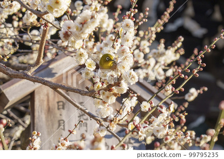 Kitano Tenmangu Shrine Sankomon Gate in early spring Beautifully blooming white plum blossoms and Japanese white-eye (Bakuro-cho, Kamigyo-ku, Kyoto) Kitano Tenmangu Shrine Sankomon Gate in early spring Beautifully blooming white plum blossoms and Japanese white-eye (Bakuro-cho, Kamigyo-ku, Kyoto) 99795235