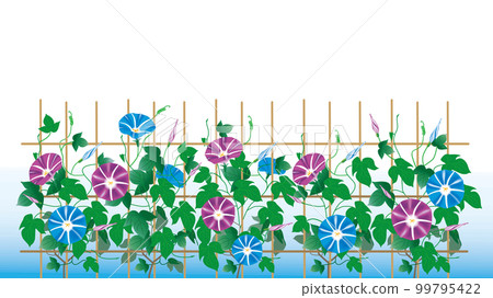 牽牛花柵欄/夏季圖像第 2 部分 99795422