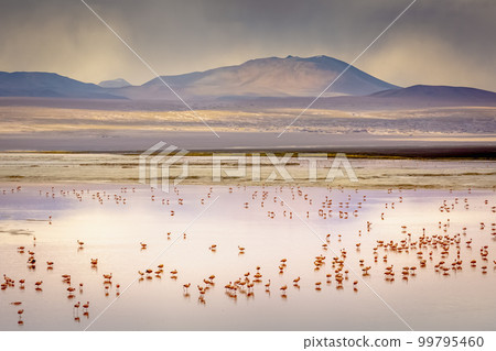 Laguna colorada, Red lake, with Flamingos and Volcanic landscape, Andes, Bolivia Laguna colorada, Red lake, with Flamingos and Volcanic landscape, Andes, Bolivia 99795460