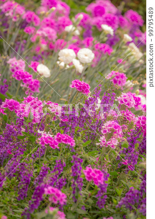 Purple and pink flowers at golden sunset, idyllic landscape in Giverny, France 99795489