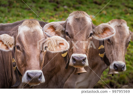 Face to Face,Three Brown cows looking at camera at same time , Tyrol, Austria Face to Face,Three Brown cows looking at camera at same time , Tyrol, Austria 99795569