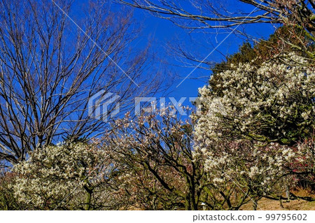 Hyogo Prefectural Kasai Flower Center 99795602