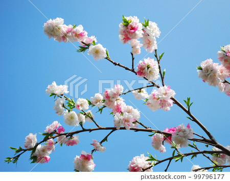 Peach branches and flowers of red and white Genpei blooms, decorated for Doll's Festival Peach branches and flowers of red and white Genpei blooms, decorated for Doll's Festival 99796177