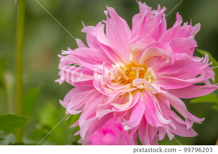 Single chrysanthemum flower in a bloom, Giverny gardens at springtime, France Single chrysanthemum flower in a bloom, Giverny gardens at springtime, France 99796203