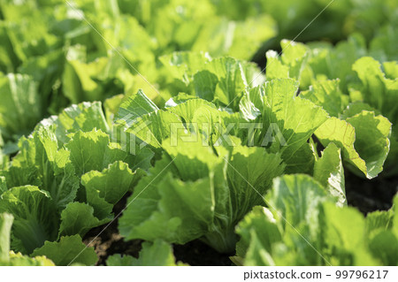 organic vegetable garden Growing vegetables naturally without harmful chemicals and pesticides organic vegetable garden Growing vegetables naturally without harmful chemicals and pesticides 99796217
