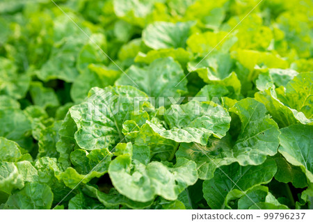 organic vegetable garden Growing vegetables naturally without harmful chemicals and pesticides 99796237