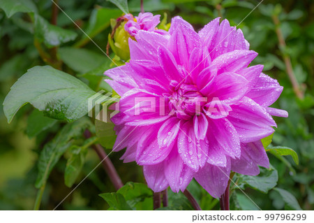 Single flower with drops of water, Giverny gardens at springtime, France 99796299