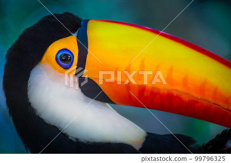 Cute Toucan tropical bird in Brazilian Pantanal with blurred background, Brazil Cute Toucan tropical bird in Brazilian Pantanal with blurred background, Brazil 99796325