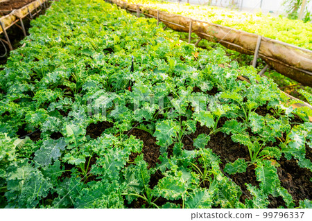 organic vegetable garden Growing vegetables naturally without harmful chemicals and pesticides 99796337