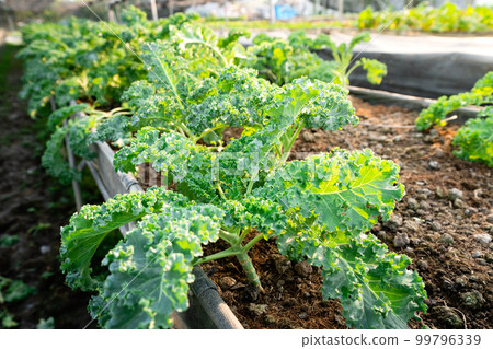 organic vegetable garden Growing vegetables naturally without harmful chemicals and pesticides 99796339