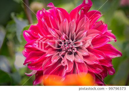 Single flower in a bloom, Giverny gardens at springtime, France Single flower in a bloom, Giverny gardens at springtime, France 99796373