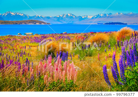 New Zealand Tekapo Lake, Mt Cook massif and lupine flowers field in South Island New Zealand Tekapo Lake, Mt Cook massif and lupine flowers field in South Island 99796377