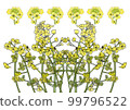 Rape blossoms 99796522